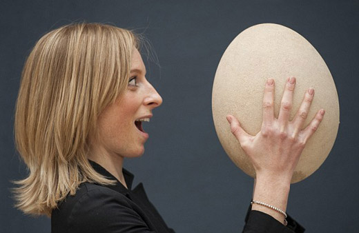 Elephant bird Egg-1